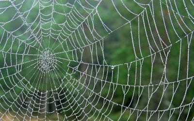 The Tangled Web of Religion, Violence and Evil