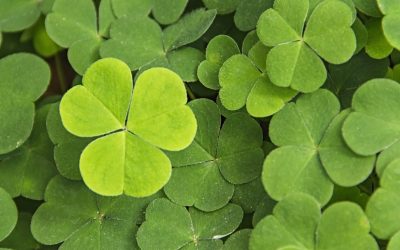 Look Back | St. Patrick: Building Bridges Between Sinners, Saints