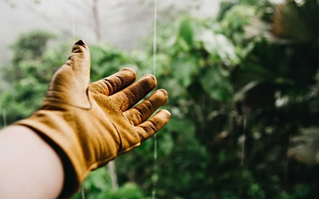 The Gardener and the Garden