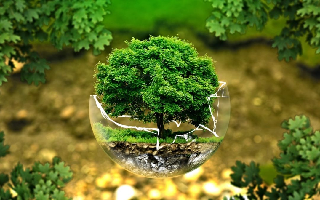 Tree resting inside a broken glass globe