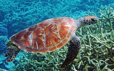 Report: 1 Million Animal, Plant Species Face Extinction Risk