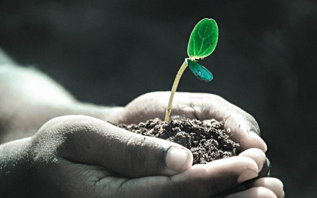 2019 Year in Review: Sowing Seeds Now and for the Future