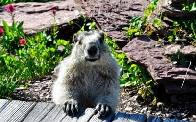 5 reasons to go to Glacier