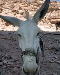 Don’t disrespect the donkey