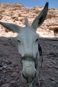 Don’t disrespect the donkey