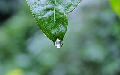 Rain For The Soul